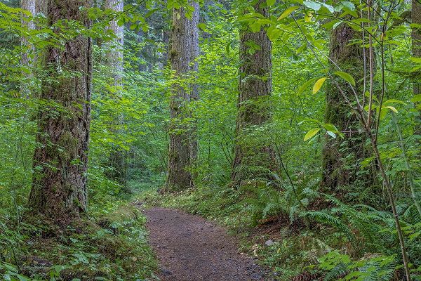 Jaynes Gallery 아티스트의 USA-Washington State-Olympic National Forest Ranger Hole Trail through forest작품입니다.